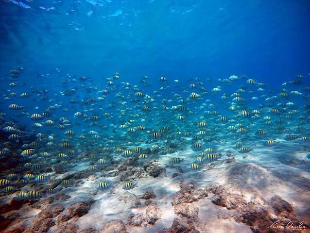 Snorkeling off Peanut Island — a school of fish over the reef